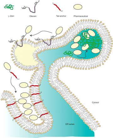   Figure 3. 